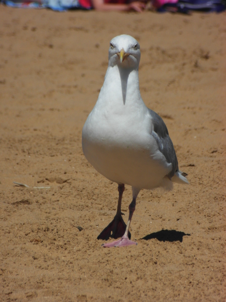 Squinty gull